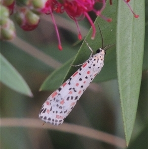 Utetheisa pulchelloides (Heliotrope Moth) at Conder, ACT by MichaelBedingfield