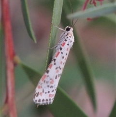 Utetheisa pulchelloides at Conder, ACT - 6 Mar 2024 06:53 PM