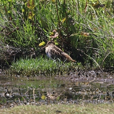 Gallinago hardwickii (Latham's Snipe) at Fyshwick, ACT - 10 Dec 2024 by RodDeb