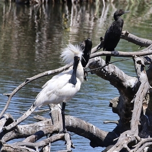 Platalea regia (Royal Spoonbill) at Fyshwick, ACT by RodDeb