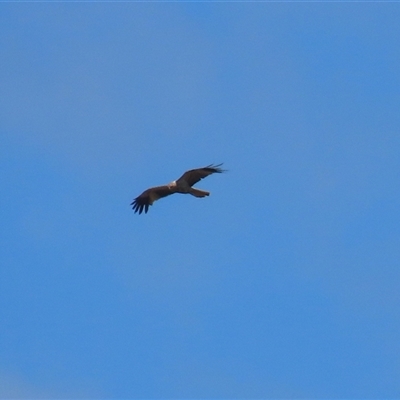 Haliastur sphenurus (Whistling Kite) at Fyshwick, ACT - 10 Dec 2024 by RodDeb