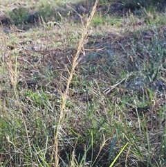 Austrostipa scabra (Corkscrew Grass, Slender Speargrass) at Hawker, ACT - 9 Dec 2024 by sangio7