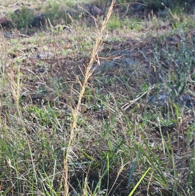 Austrostipa scabra (Corkscrew Grass, Slender Speargrass) at Hawker, ACT - 10 Dec 2024 by sangio7