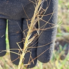 Austrostipa scabra at Hawker, ACT - 10 Dec 2024