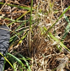 Austrostipa scabra at Hawker, ACT - 10 Dec 2024 08:46 AM