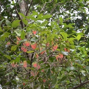 Amylotheca dictyophleba (Brush Mistletoe) at Broughton Village, NSW by plants