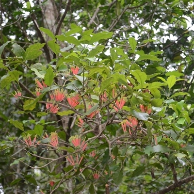 Amylotheca dictyophleba (Brush Mistletoe) at Broughton Village, NSW - 8 Dec 2024 by plants