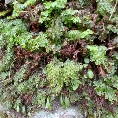 Hymenophyllum cupressiforme (Common Filmy Fern) at Broughton Village, NSW - 8 Dec 2024 by plants