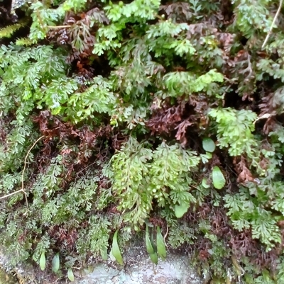 Hymenophyllum cupressiforme (Common Filmy Fern) at Broughton Village, NSW - 8 Dec 2024 by plants