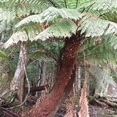 Dicksonia antarctica (Soft Treefern) at Broughton Village, NSW - 8 Dec 2024 by plants