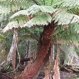 Dicksonia antarctica (Soft Treefern) at Broughton Village, NSW by plants