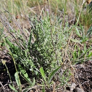 Vittadinia gracilis at Hawker, ACT - 10 Dec 2024