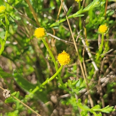 Calotis lappulacea (Yellow Burr Daisy) at Hawker, ACT - 10 Dec 2024 by sangio7