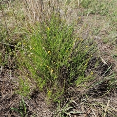 Calotis lappulacea at Hawker, ACT - 10 Dec 2024 09:54 AM