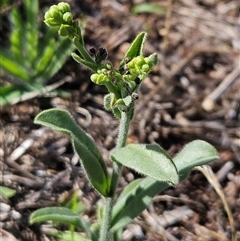 Hackelia suaveolens (Sweet Hounds Tongue) at Hawker, ACT - 9 Dec 2024 by sangio7