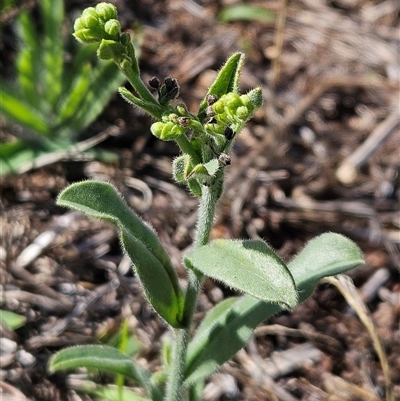 Hackelia suaveolens (Sweet Hounds Tongue) at Hawker, ACT - 9 Dec 2024 by sangio7