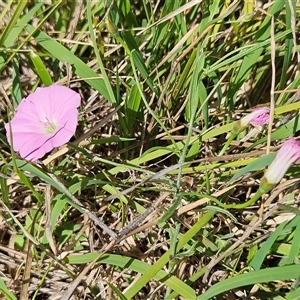 Convolvulus angustissimus subsp. angustissimus at Hawker, ACT - 10 Dec 2024 10:16 AM