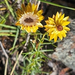 Xerochrysum viscosum (Sticky Everlasting) at Hawker, ACT - 9 Dec 2024 by sangio7