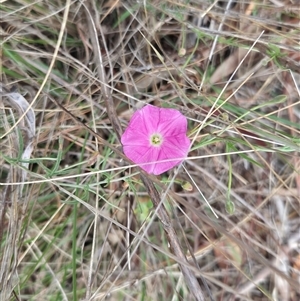 Convolvulus angustissimus subsp. angustissimus (Australian Bindweed) at Red Hill, ACT by Tammy