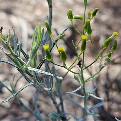 Senecio quadridentatus (Cotton Fireweed) at Hawker, ACT - 9 Dec 2024 by sangio7