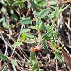 Einadia nutans subsp. nutans (Climbing Saltbush) at Hawker, ACT - 10 Dec 2024 by sangio7