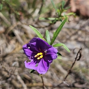 Solanum linearifolium at Hawker, ACT - 10 Dec 2024