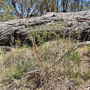 Solanum linearifolium at Hawker, ACT - 10 Dec 2024