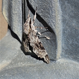 Agrius godarti at Ngunnawal, ACT - 11 Dec 2024 09:29 AM