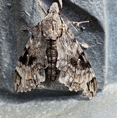 Agrius godarti at Ngunnawal, ACT - 11 Dec 2024 09:29 AM