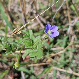 Erodium crinitum (Native Crowfoot) at Hawker, ACT by sangio7