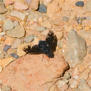 Anthrax maculatus at Uriarra Village, ACT by DPRees125