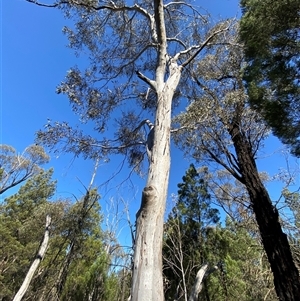 Eucalyptus dwyeri at Pucawan, NSW by Tapirlord