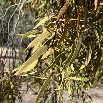 Santalum acuminatum (Quandong) at Pucawan, NSW - 4 Sep 2024 by Tapirlord