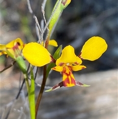 Diuris goonooensis (Western Donkey Orchid) at Pucawan, NSW - 4 Sep 2024 by Tapirlord