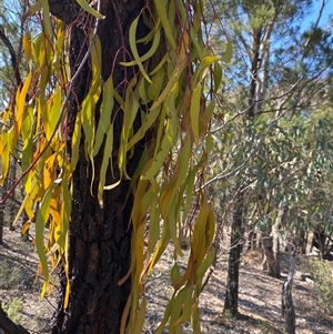 Amyema miquelii (Box Mistletoe) at Pucawan, NSW by Tapirlord