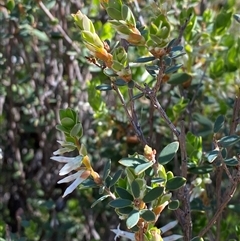 Brachyloma daphnoides (Daphne Heath) at Pucawan, NSW - 4 Sep 2024 by Tapirlord