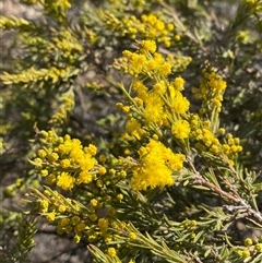 Acacia lineata (Streaked Wattle, Narrow Lined-leaved Acacia) at Pucawan, NSW - 4 Sep 2024 by Tapirlord