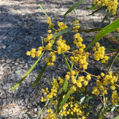 Acacia hakeoides (Hakea Wattle) at Pucawan, NSW - 4 Sep 2024 by Tapirlord