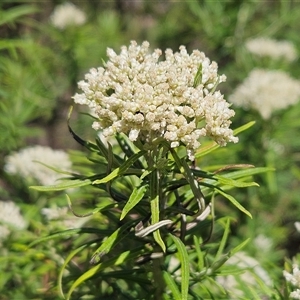 Cassinia longifolia (Shiny Cassinia, Cauliflower Bush) at Hawker, ACT by sangio7