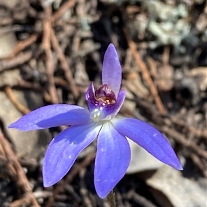 Cyanicula caerulea (Blue Fingers, Blue Fairies) at Pucawan, NSW by Tapirlord