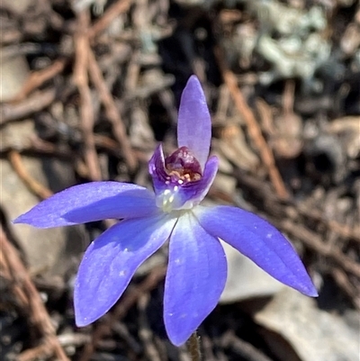 Cyanicula caerulea (Blue Fingers, Blue Fairies) at Pucawan, NSW - 4 Sep 2024 by Tapirlord