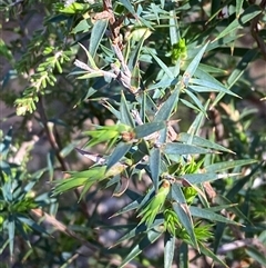 Melichrus urceolatus (Urn Heath) at Pucawan, NSW - 4 Sep 2024 by Tapirlord