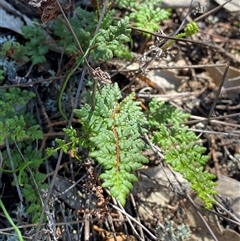 Cheilanthes sieberi subsp. sieberi (Mulga Rock Fern) at Pucawan, NSW - 4 Sep 2024 by Tapirlord