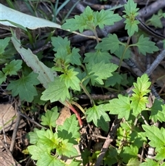 Veronica plebeia (Trailing Speedwell, Creeping Speedwell) at Pucawan, NSW - 4 Sep 2024 by Tapirlord