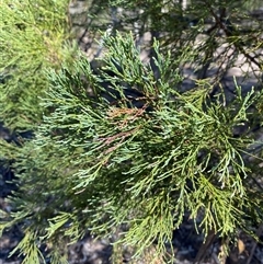 Callitris endlicheri (Black Cypress Pine) at Pucawan, NSW - 4 Sep 2024 by Tapirlord