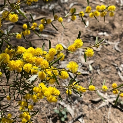 Acacia flexifolia (Bent-leaf Wattle) at Pucawan, NSW - 4 Sep 2024 by Tapirlord