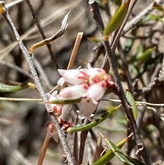 Lissanthe strigosa subsp. subulata (Peach Heath) at Pucawan, NSW - 4 Sep 2024 by Tapirlord