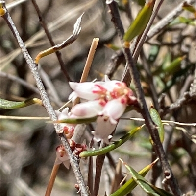 Lissanthe strigosa subsp. subulata (Peach Heath) at Pucawan, NSW - 4 Sep 2024 by Tapirlord