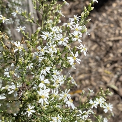 Olearia microphylla (Olearia) at Pucawan, NSW - 4 Sep 2024 by Tapirlord