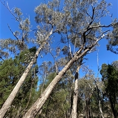 Eucalyptus microcarpa (Grey Box, Narrow-leaved Box) at Pucawan, NSW - 4 Sep 2024 by Tapirlord